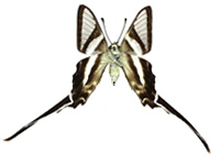 Lamproptera curius curius ♀ Un.