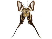 Lamproptera curius walkeri ♂ Un.