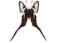 Lamproptera curius walkeri ♀ Up.