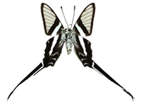 Lamproptera meges virescens ♂ Un.