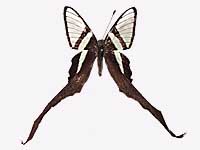 Lamproptera meges virescens ♀ Up.