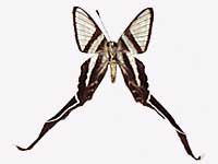 Lamproptera meges virescens ♀ Un.