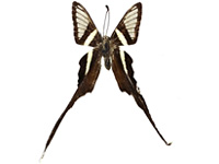 Lamproptera meges pallidus ♂ Up.
