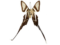Lamproptera meges pallidus ♂ Un.