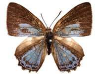 Poritia hewitsoni geta ♂ Up.