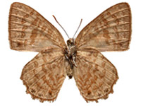Poritia hewitsoni geta ♂ Un.