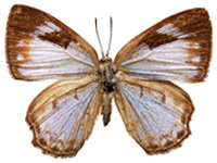 Poritia hewitsoni geta ♀ Up.