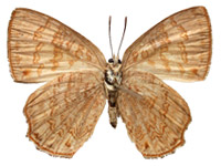 Poritia hewitsoni geta ♀ Un.