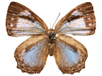 Poritia hewitsoni geta ♀ Up.