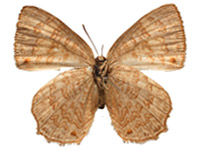 Poritia hewitsoni geta ♀ Un.