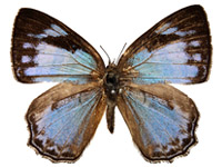 Poritia hewitsoni geta ♀ Up.