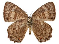 Poritia hewitsoni geta ♀ Un.