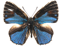 Poritia karennia ♂ Up.