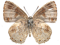 Poritia karennia ♂ Un.