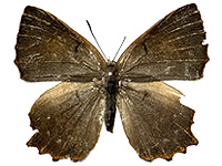 Simiskina masakazui ♀ Up.