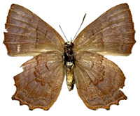Simiskina masakazui ♀ Un.