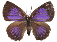 Deramas jasoda bradamante ♀ Up.