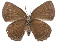 Deramas jasoda bradamante ♀ Un.