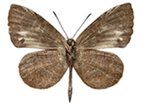 Miletus chinensis learchus ♂ Un.