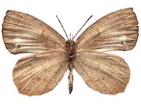 Miletus chinensis learchus ♀ Un.