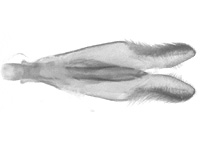 Miletus chinensis longeana ♂ genitalia