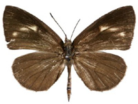 Miletus mallus bannanus ♂ Up.