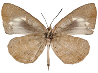 Miletus mallus bannanus ♂ Un.