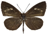 Miletus mallus bannanus ♂ Up.