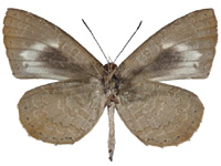 Miletus mallus bannanus ♂ Un.