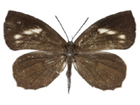 Miletus mallus bannanus ♀ Up.