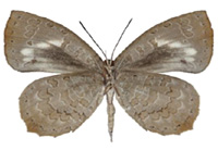 Miletus mallus bannanus ♀ Un.