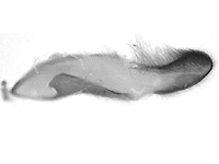 Miletus mallus bannanus ♂ genitalia