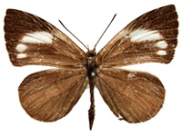 Miletus gethusus ♂ Up. Miletus gethusus ♂ Up.