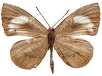 Miletus gethusus ♂ Un. Miletus gethusus ♂ Un.