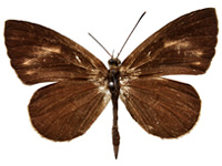 Miletus gethusus ♂ Up. Miletus gethusus ♂ Up.