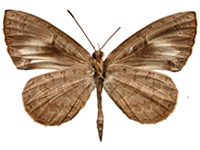 Miletus gethusus ♂ Un. Miletus gethusus ♂ Un.