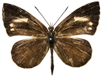 Miletus gethusus ♂ Up. Miletus gethusus ♂ Up.