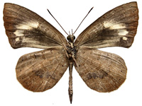 Miletus gethusus ♂ Un. Miletus gethusus ♂ Un.