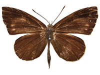 Miletus gethusus ♂ Up. Miletus gethusus ♂ Up.