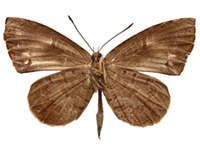 Miletus gethusus ♂ Un. Miletus gethusus ♂ Un.