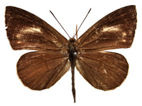 Miletus gethusus ♂ Up. Miletus gethusus ♂ Up.