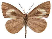 Miletus gethusus ♂ Un. Miletus gethusus ♂ Un.