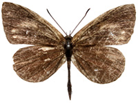 Miletus gethusus shania ♂ Up. Miletus gethusus shania ♂ Up.
