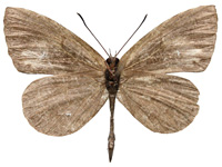 Miletus gethusus shania ♂ Un. Miletus gethusus shania ♂ Un.