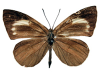 Miletus gethusus ♂ Up. Miletus gethusus ♂ Up.