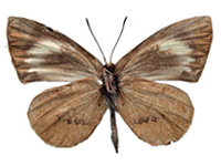 Miletus gethusus ♂ Un. Miletus gethusus ♂ Un.