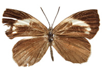 Miletus gethusus ♀ Up. Miletus gethusus ♀ Up.