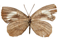 Miletus gethusus ♀ Un. Miletus gethusus ♀ Un.