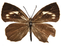 Miletus gethusus ♀ Up. Miletus gethusus ♀ Up.