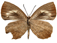 Miletus gethusus ♀ Un. Miletus gethusus ♀ Un.